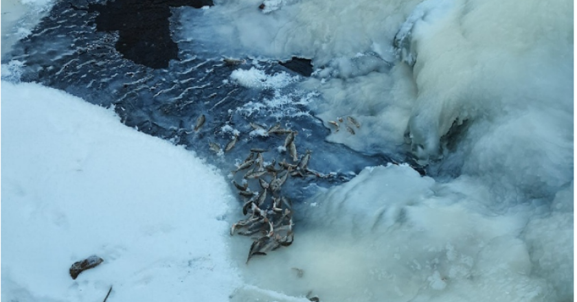 В Кировской области массово погибла рыба