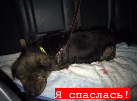 Неизвестные расстреляли четырех собак в Куменском районе