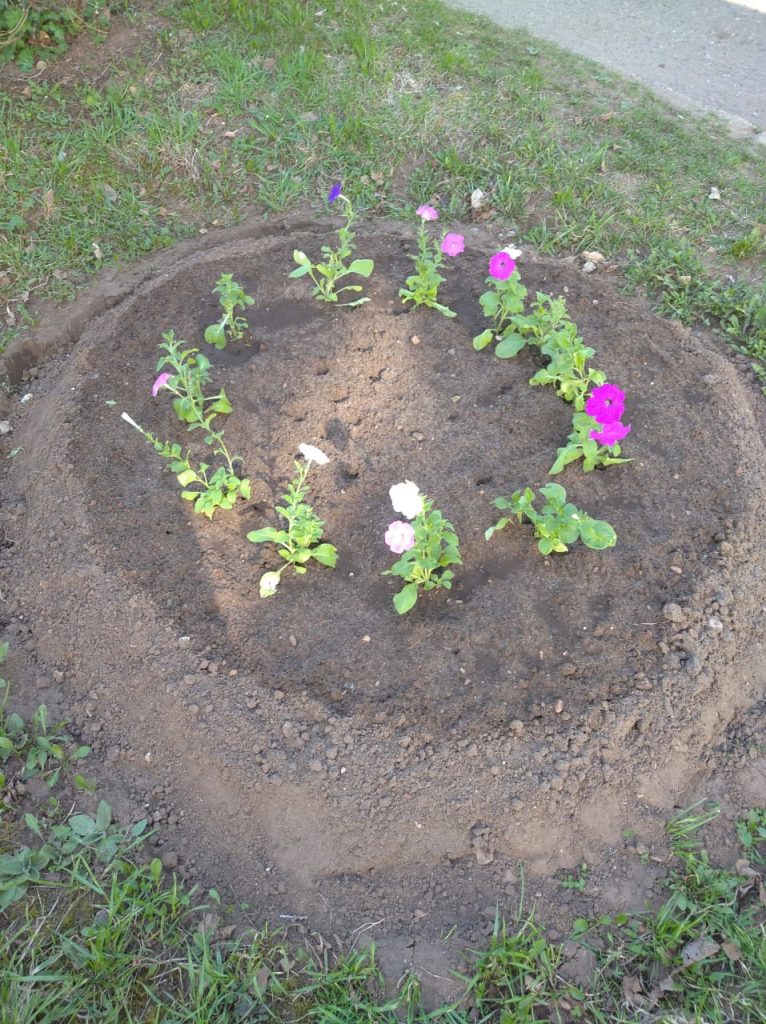 Юные садоводы Кирова высадили на клумбы детских садов первые цветы