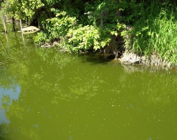 Реку Чахловицу снова отравляет агропредприятие сточными водами