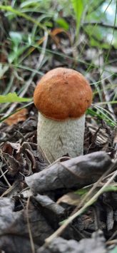 В Кировской области начался необычайно урожайный грибной сезон