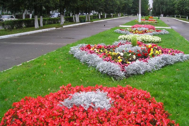 Фото цветов веселые ребята в клумбе