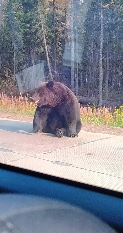 В Верхнекамском районе медведь напугал водителей и грибников, усевшись на дорогу